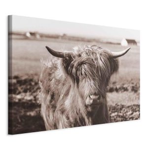 Tableau - A Scottish Cow in Sepia