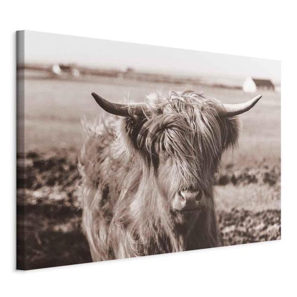 Tableau - A Scottish Cow in Sepia