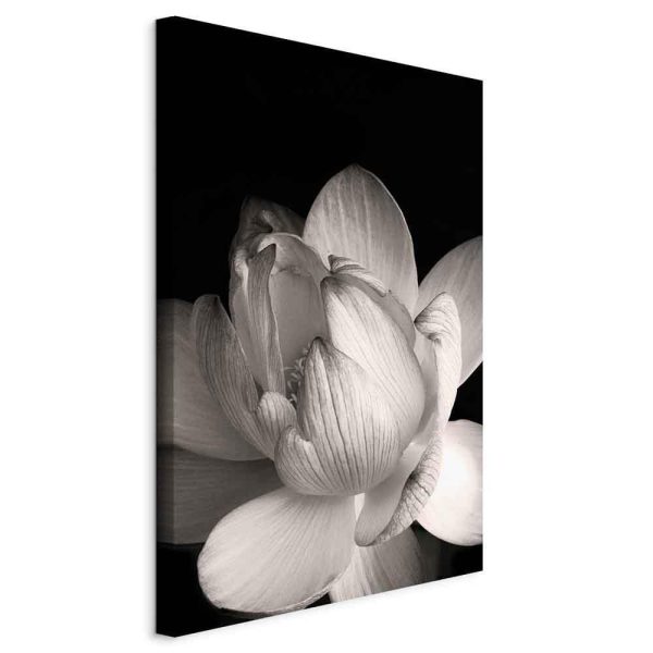 Tableau - Delicacy of Petals in Nature (1-part) - Flower in Black and White
