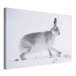 Tableau - Hare (1 Part) Wide