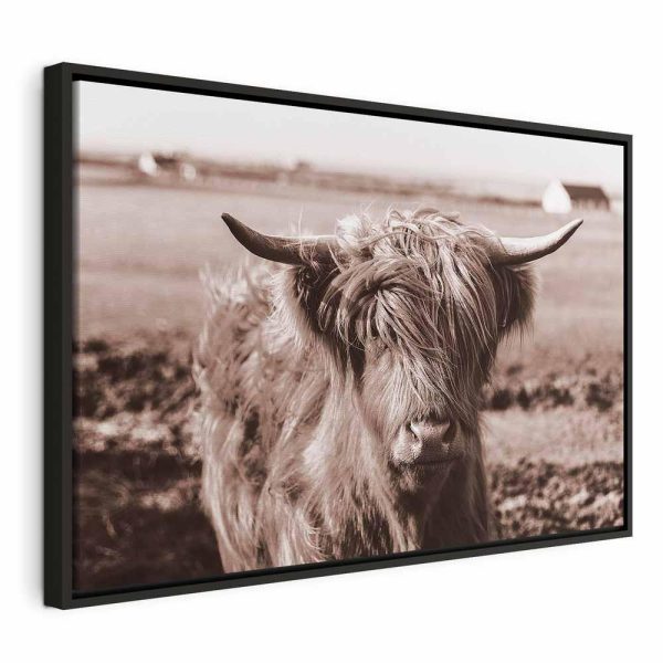 Tableau - A Scottish Cow in Sepia