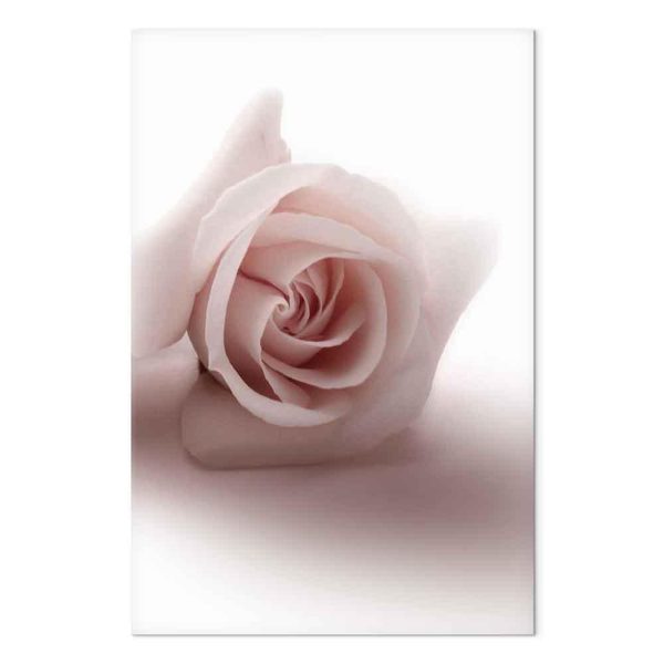 Tableau - Floral Glamour Glow (1-part) - Delicate and Pastel Pink Rose
