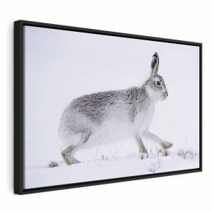 Tableau - Hare (1 Part) Wide