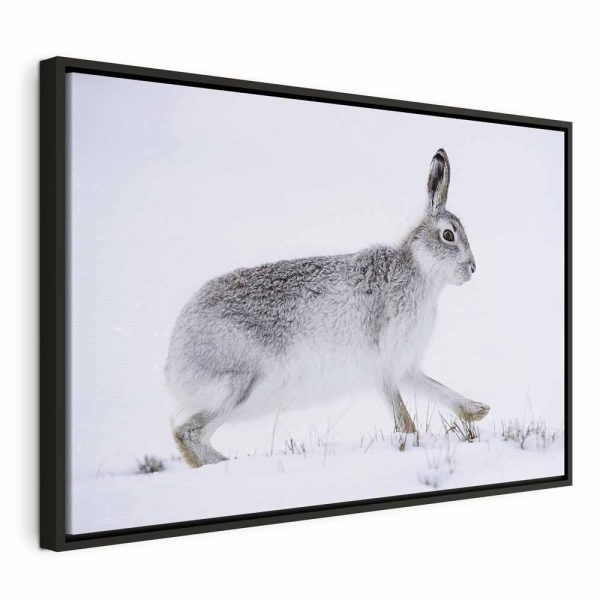 Tableau - Hare (1 Part) Wide