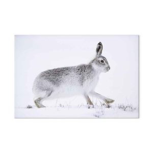 Tableau - Hare (1 Part) Wide