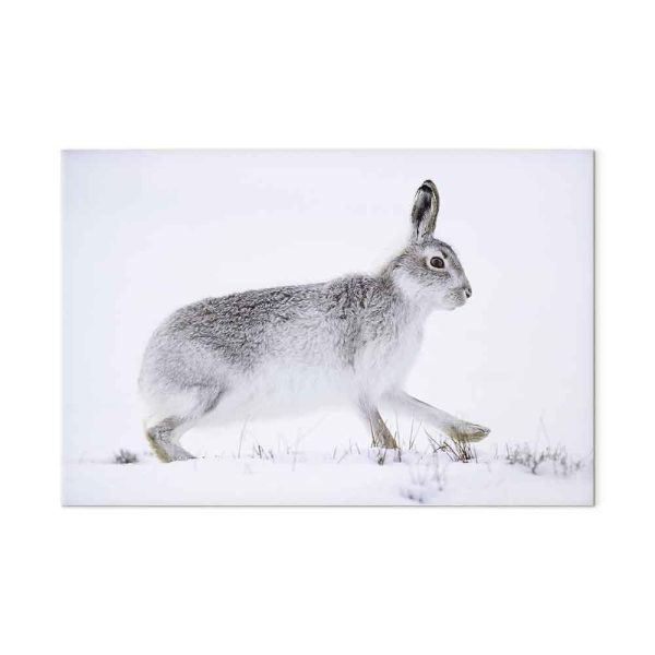 Tableau - Hare (1 Part) Wide