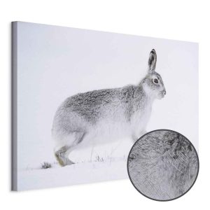 Tableau - Hare (1 Part) Wide