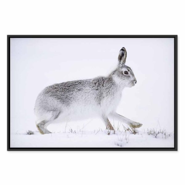 Tableau - Hare (1 Part) Wide